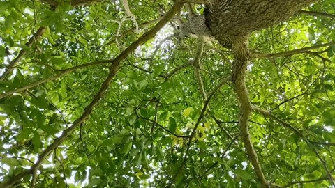 Saman Tree, Rain Tree, Monkeypod, Acacia Preta, with thick leaves Stockbeeldmateriaal 310289409