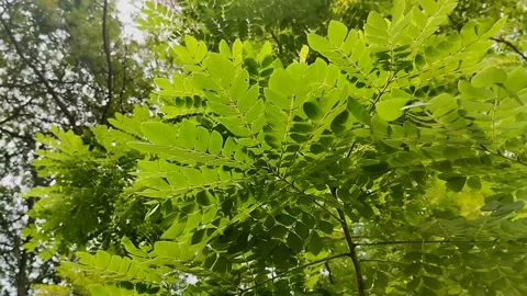Saman Tree, Rain Tree, Monkeypod, Acacia Preta, with thick leaves Stockbeeldmateriaal 310289542