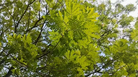 Saman Tree, Rain Tree, Monkeypod, Acacia Preta, with thick leaves Stockbeeldmateriaal 310289683
