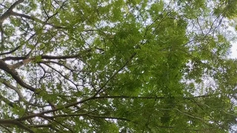 Saman Tree, Rain Tree, Monkeypod, Acacia Preta, with thick leaves Stockbeeldmateriaal 310289746