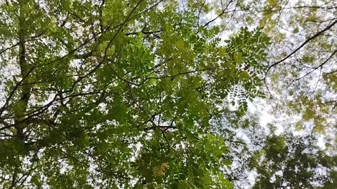 Saman Tree, Rain Tree, Monkeypod, Acacia Preta, with thick leaves Stockbeeldmateriaal 310290013