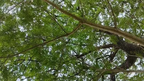 Saman Tree, Rain Tree, Monkeypod, Acacia Preta, with thick leaves Stockbeeldmateriaal 310290158