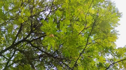 Saman Tree, Rain Tree, Monkeypod, Acacia Preta, with thick leaves Stockbeeldmateriaal 310290165