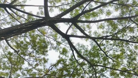 Saman Tree, Rain Tree, Monkeypod, Acacia Preta, with thick leaves Stockbeeldmateriaal 310290430