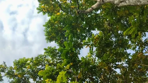 Saman Tree, Rain Tree, Monkeypod, Acacia Preta, with thick leaves Stockbeeldmateriaal 310291024
