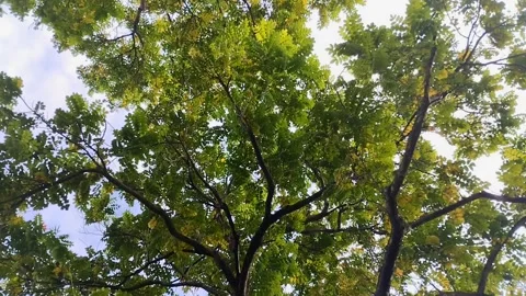 Saman Tree, Rain Tree, Monkeypod, Acacia Preta, with thick leaves Stockbeeldmateriaal 310291100