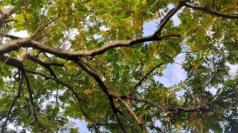 Saman Tree, Rain Tree, Monkeypod, Acacia Preta, with thick leaves Stockbeeldmateriaal 310291239