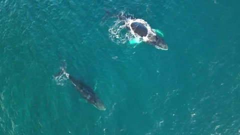 Samana-bay-humpback-whales-vertical-drone-01 Vidéo 341889386