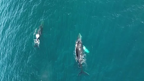 Samana-bay-two-whales-ocean-drone-vertical-02 Vídeos de archivo 341889384