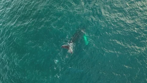 Samana-bay-whale-diving-drone-vertical-04 Stock Footage 341889389