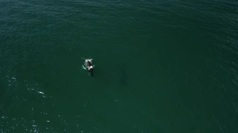 Samana whale diving close 03 库存影片 329506182