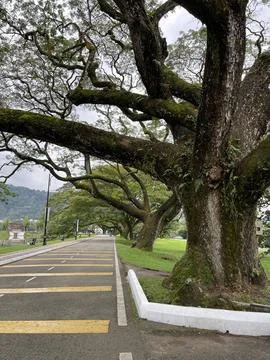 Samanea Saman Rain Tree Canopy over Walkway in Taiping Malaysia Stock Photos