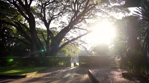 Samanea saman tree Stock Footage 124825939