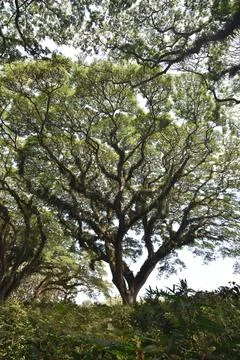 Samanea saman tree in the forest  Stock Photos