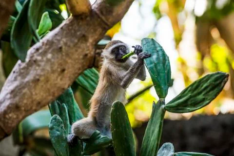 Samango Monkey (Cercopithecus Albogularis) Also Known As Sykes Monkey In Ibo Is Foto stock