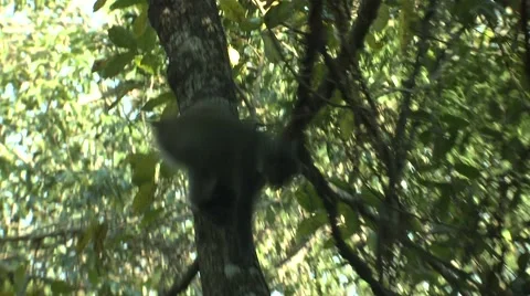 Samango Monkey Climbing Hluhluwe-Imfolozi Park Sykes Blue 스톡 동영상 43184546