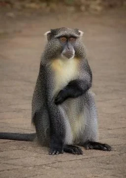 A Samango Monkey sitting in a car park and scratching its arm. Stock Photos