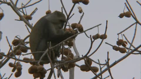 Samango monkey in tree, eating fruit. Niassa Reserve, Mozambique. Stock Footage 23749692
