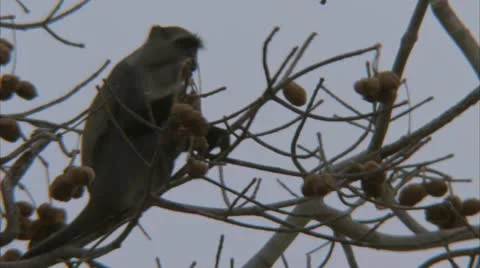 Samango monkey in tree, eating fruit. Niassa Reserve, Mozambique. Stock Footage 23796703