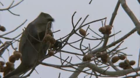 Samango monkey in tree, eating fruit. Niassa Reserve, Mozambique. Stock Footage 23799242