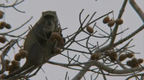 Samango monkey in tree, eating fruit. Niassa Reserve, Mozambique. Stock Footage 23807767