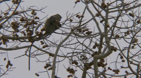 Samango monkey in tree, eating fruit. Niassa Reserve, Mozambique. Video stock 23808278