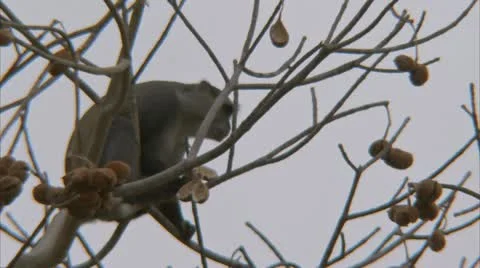 Samango monkey in tree, eating fruit. Niassa Reserve, Mozambique. Stock Footage 23814173