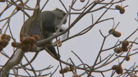 Samango monkey in tree, eating fruit. Niassa Reserve, Mozambique. Stock Footage 23816365