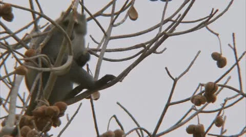 Samango monkey in tree, eating fruit. Niassa Reserve, Mozambique. Stock Footage 23819773