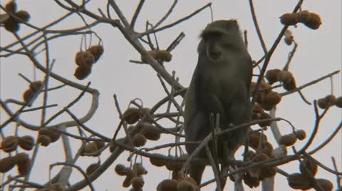 Samango monkey in tree, eating fruit. Niassa Reserve, Mozambique. Stock Footage 23821555