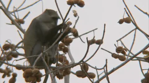 Samango monkey in tree, eating fruit. Niassa Reserve, Mozambique. Stock Footage 23827223