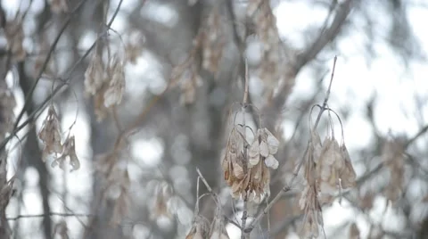 Samara fruit seeds of leafless box elder tree trembling in wind Stock Footage 46984154