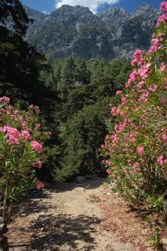 Samaria Gorge Stock Photos
