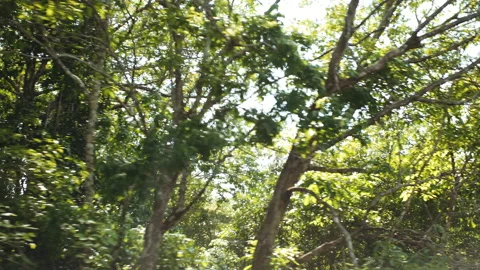 Samauma tree underwater forest Vídeo Stock 164046630