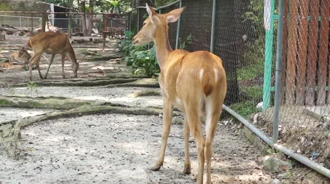 Samba Deer in the farm Stock Footage 66423562