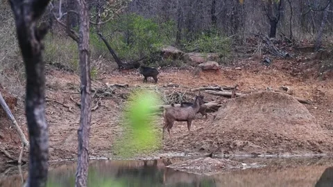 A sambar deer and two wild boars chilling in the middle of Tadoba natioal park Stock Footage 271627249