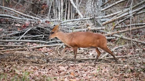 Sambar deer carefully traversing the forest of Tadoba national park Stock Footage 307297064