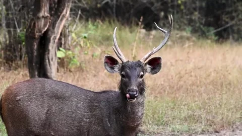 Sambar deer chewing while looking at us in Tadoba national park Stock Footage 259385229