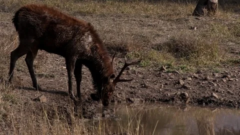Sambar Deer Covered in Mud Walking and Drinking Water at Forest Pond Video stock 86228698