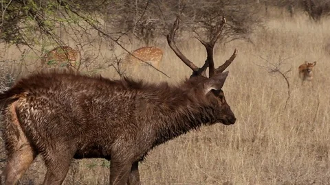 Sambar Deer Covered in Mud Walking at Ranthambore India Video stock 86734298