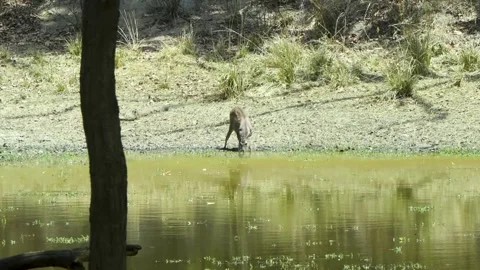 Sambar deer drinking water Stock Footage 208386053