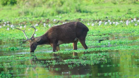 Sambar Deer Drinking Water In Indian Wetland Marsh Vídeo Stock 338007292