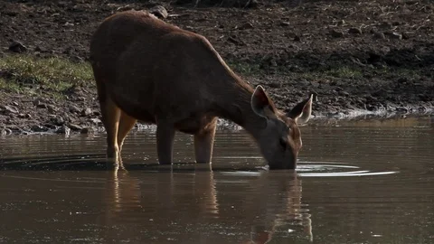 Sambar Deer Drinking Water Ranthambore India Video stock 86734751