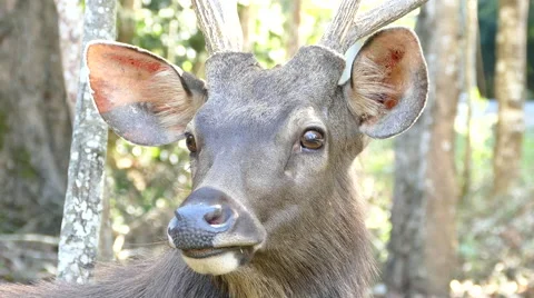 Sambar Deer Stock Footage 59088273