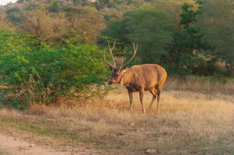 Sambar deer in the forest Foto stock