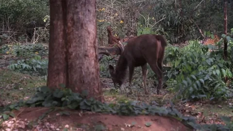 Sambar deer grazing in the forest Stock Footage 145154024