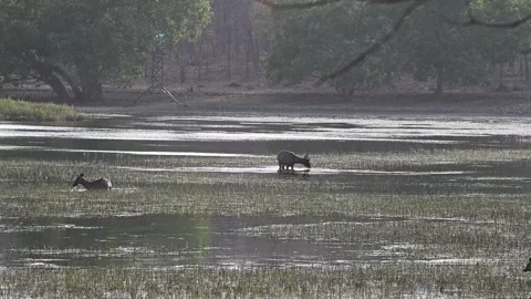 Sambar deer having water grass on a hot day in Tadoba national park Video stock 307297399