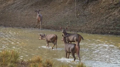 Sambar deer herd standing in the water in Tadoba national park Stock Footage 339664516