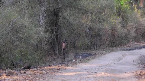 Sambar Deer in Kanha, Madhya Pradesh Stock Footage 152701341