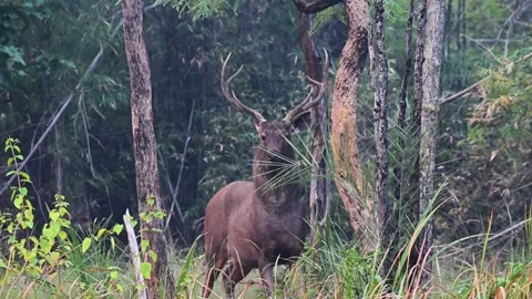 Sambar deer looking at the camera through foliage in Bandhavgarh national park Stock Footage 301612984
